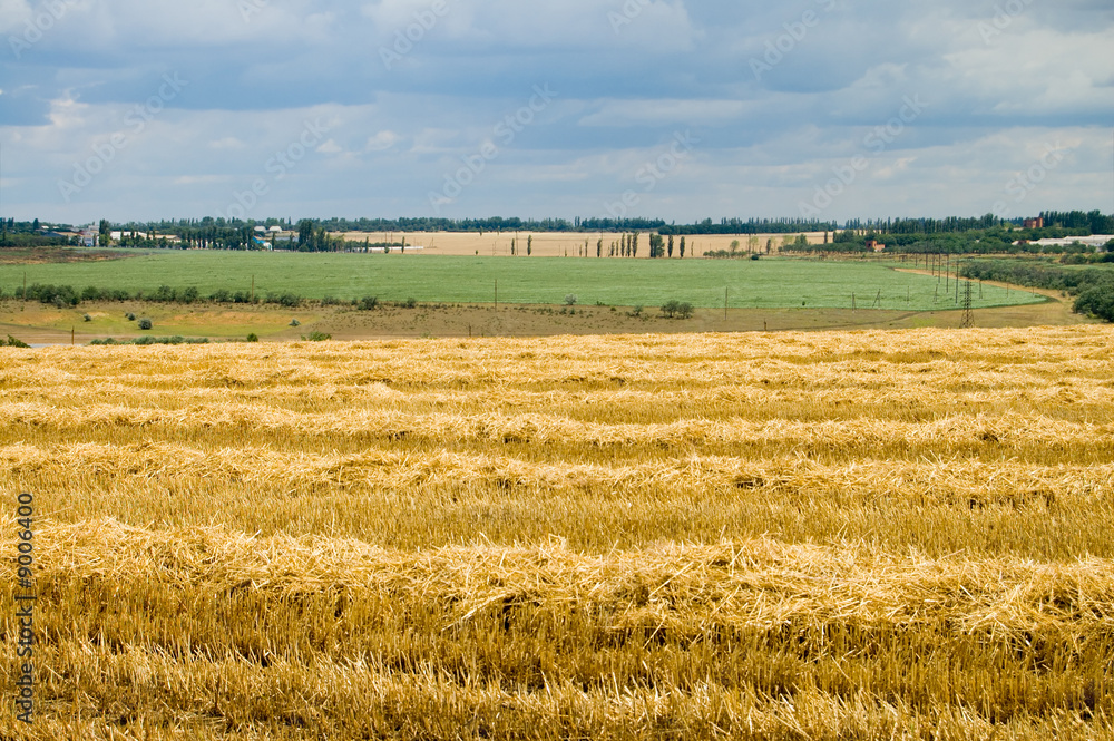 Fototapeta premium rural view on the field with new big harvest
