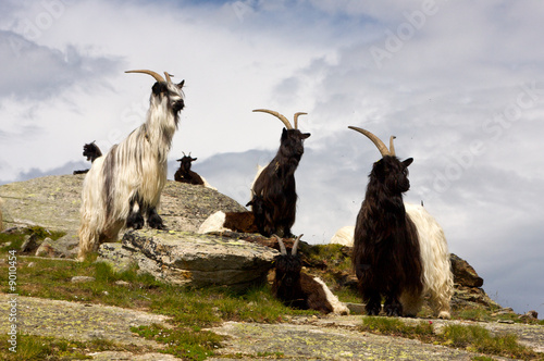 Walliser Schwarzhalsziege