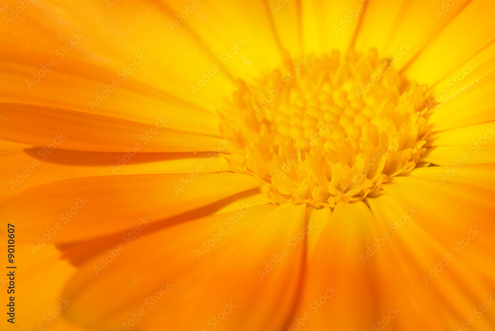 Beautiful orange flower close-up shot Beautiful orange flower close-up shot