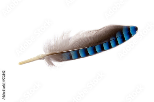 close up of a grey, black and blue colored feather