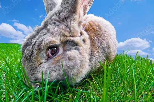 bunny looking with motion blur at cheek from chewing the grass