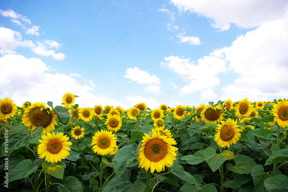 Obraz premium sunflower