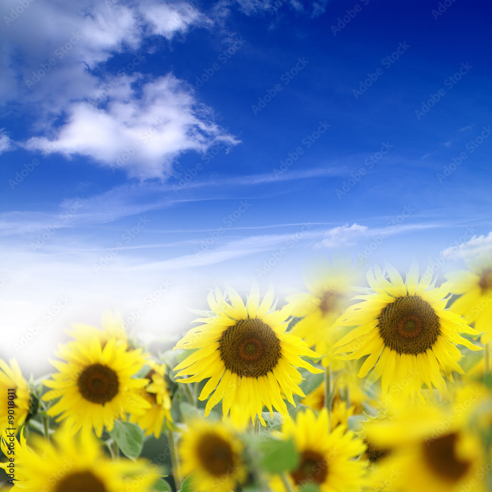 Fototapeta premium Ein Feld mit Sonnenblumen