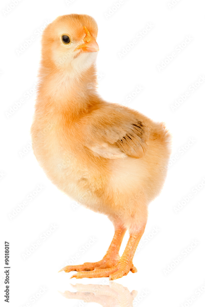 Fototapeta premium Yellow little chicken a over white background