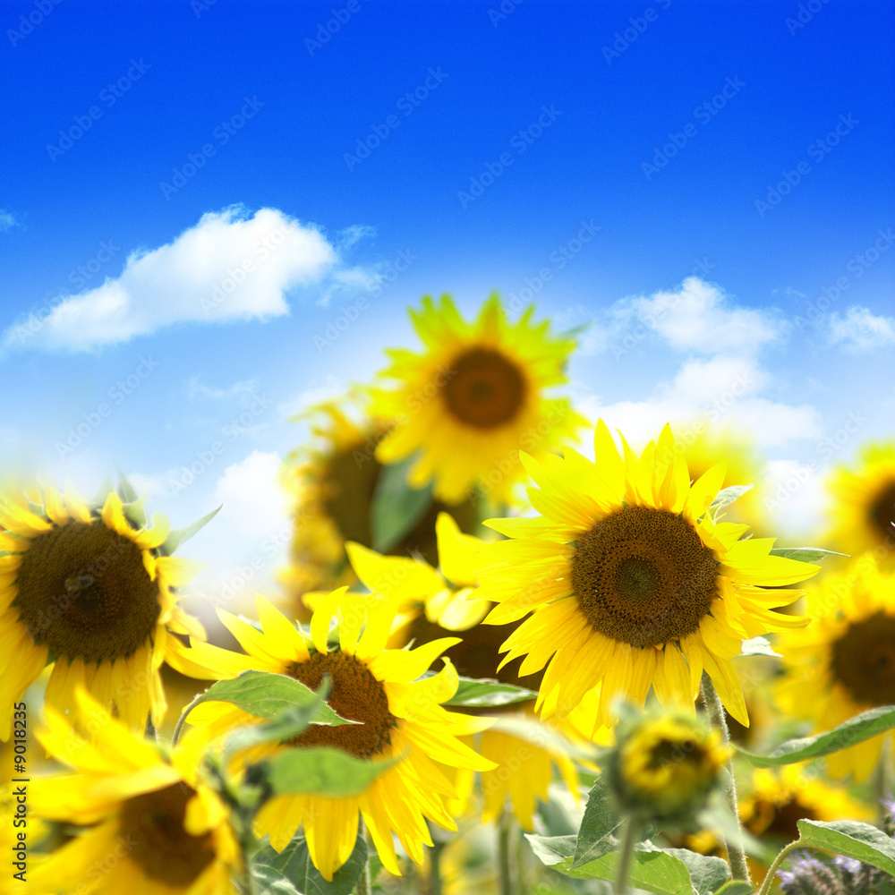 sunflowers 2