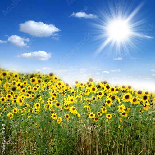 sunflowers