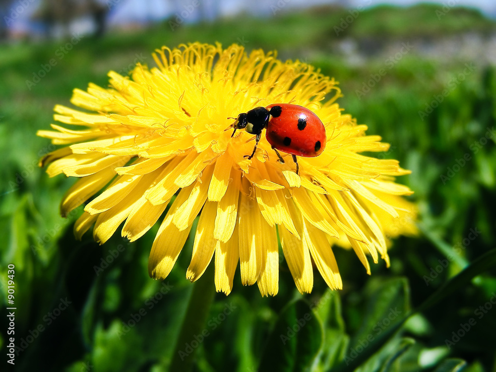 Dandelion with ladybird
