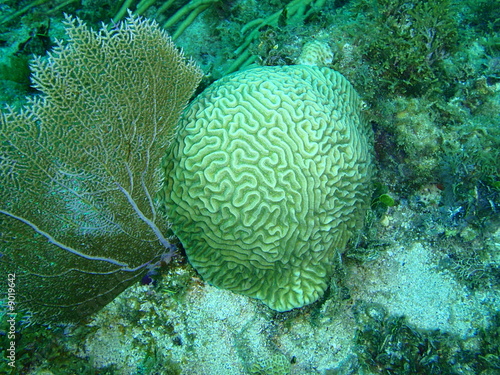 Corail cerveau et gorgone photo