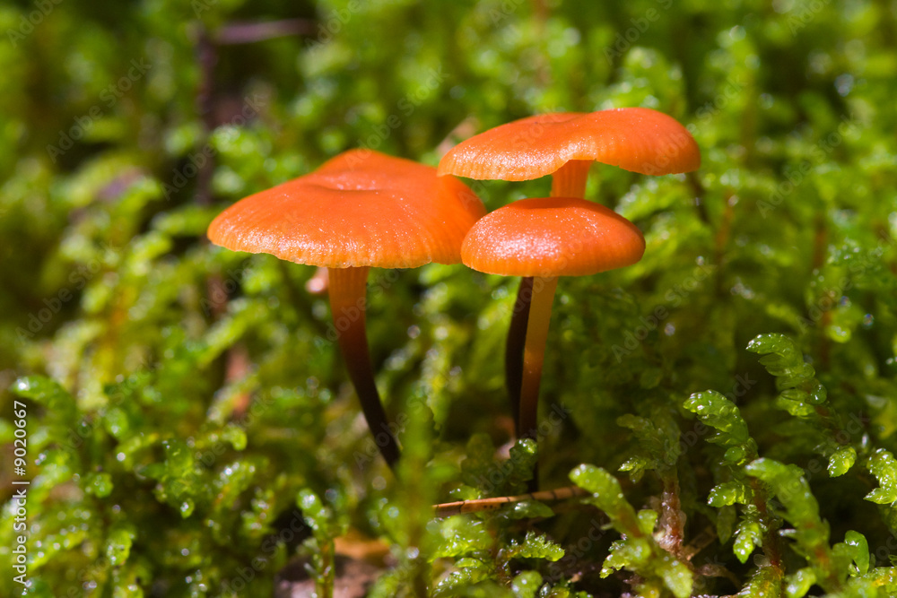Bright mushrooms close up in a moss Bright mushrooms close up in a moss