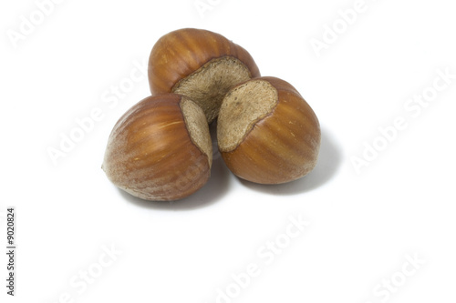 hazel nut isolated over the white background