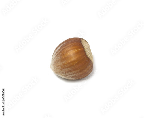 hazel nut isolated over the white background