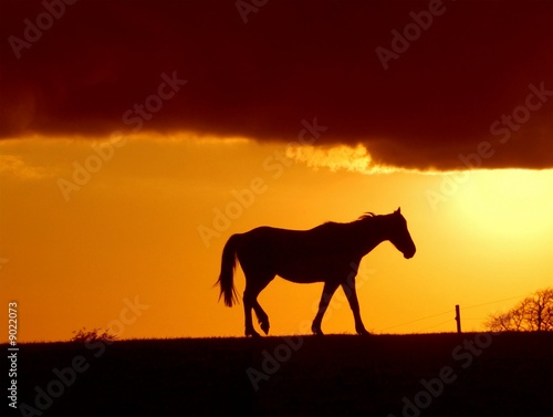 A horse in the sunset