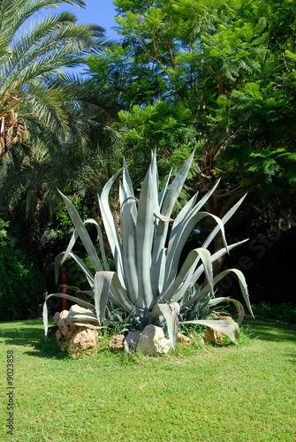agave