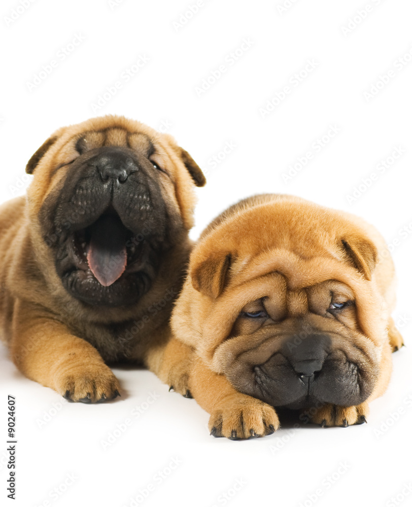Two beautiful sharpei puppies