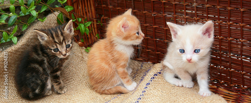 CHATONS DE UN MOIS