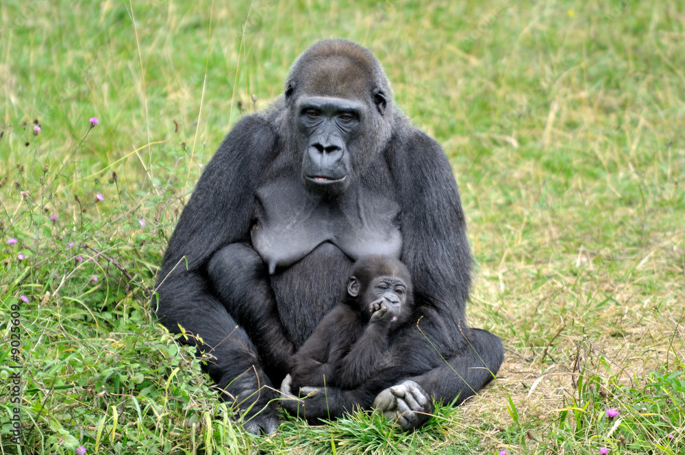 Gorille et son bébé