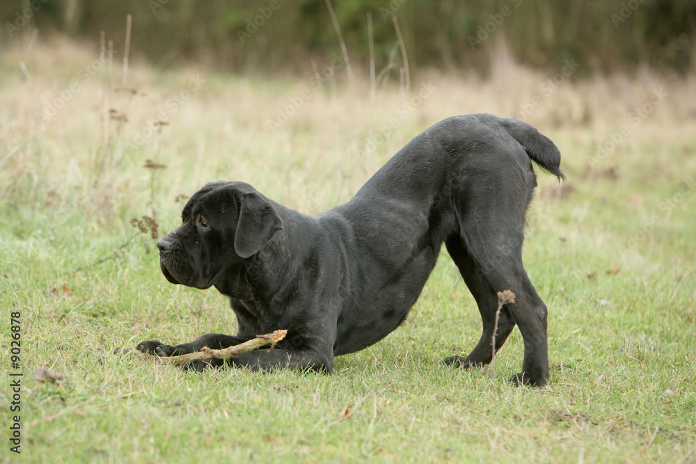 Cane corso joueur