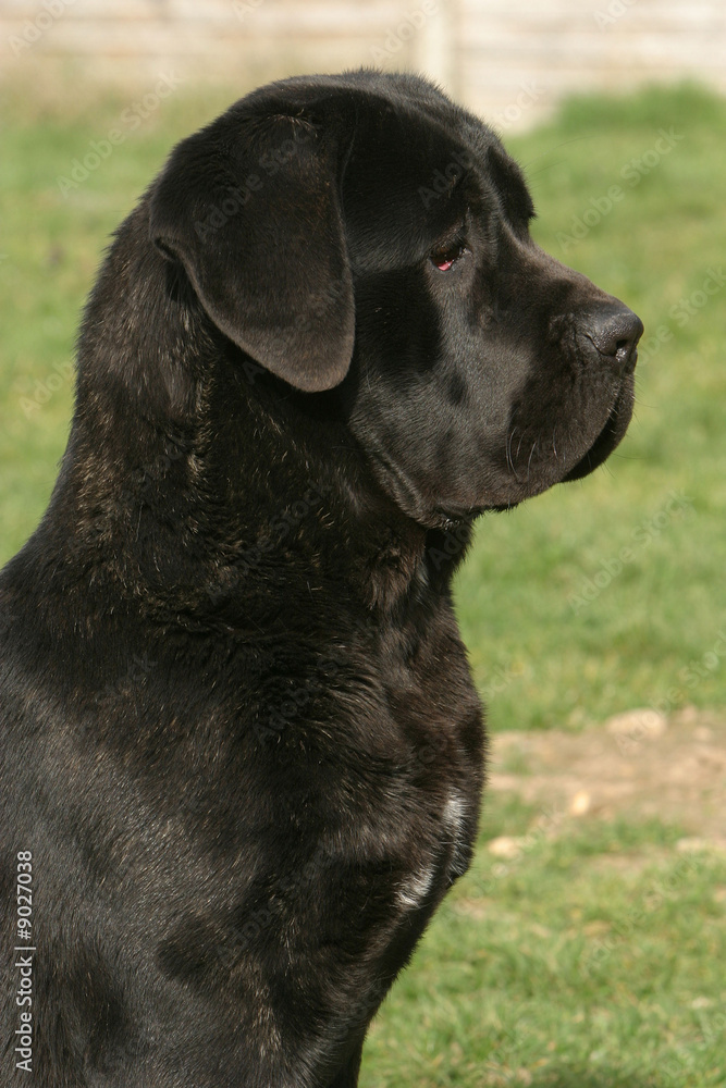 cane corso et fier de l'être