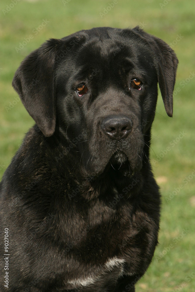 Incomprehension d'un cane corso