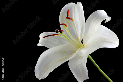 isolated easter lilly on black