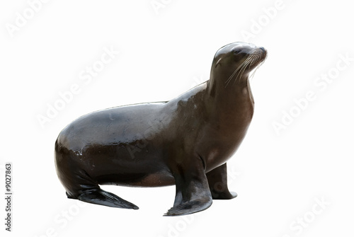 Wet sealion isolated on a white background