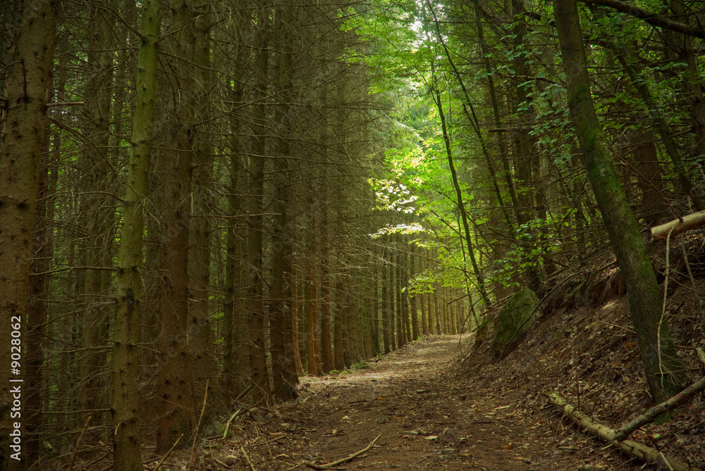 Fototapeta premium chemin2
