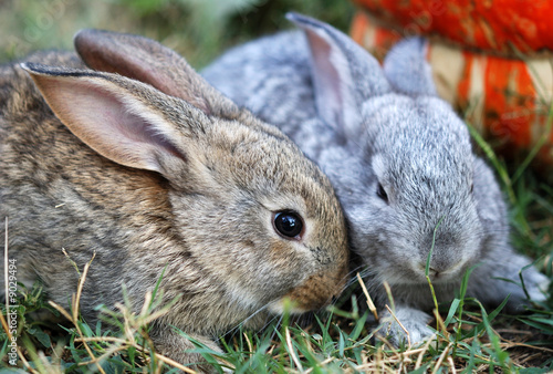 Two small rabbits