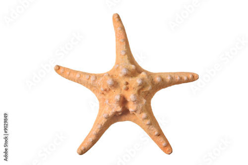 Starfish isolated against white background