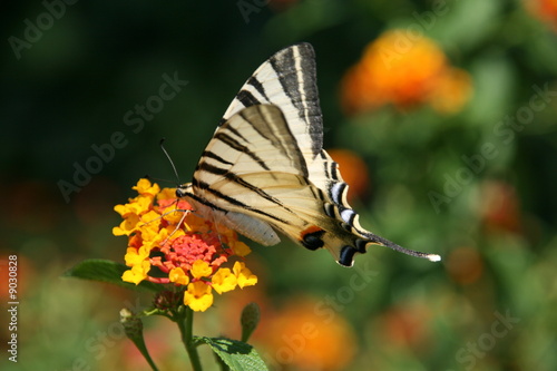 Schmetterling © Die Fotografin