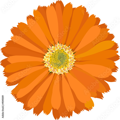 marigold - calendula officinalis, vector illustration