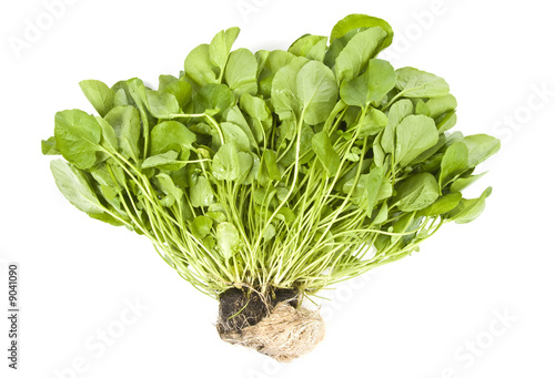 Canvas Print Watercress Isolated on White