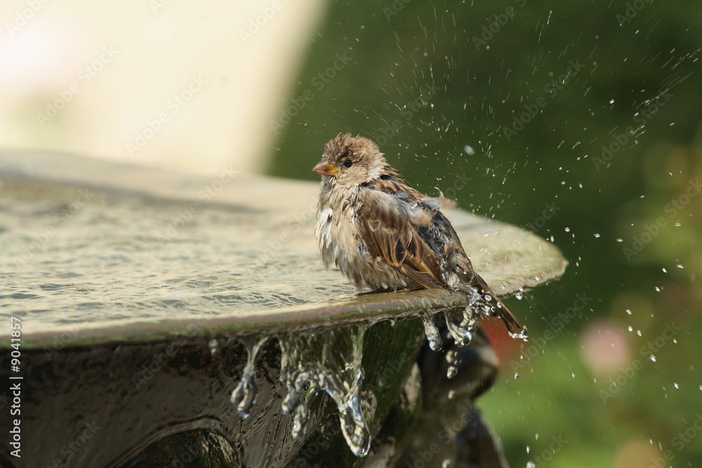 Obraz premium Spatz badet in einem Brunnen