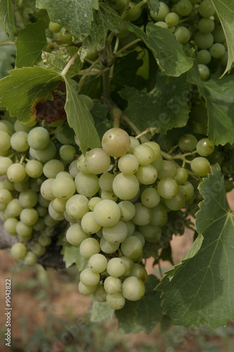 Grappe de Raisin