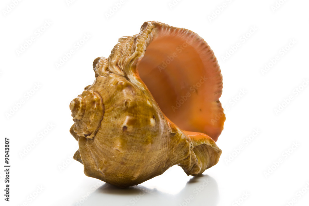 Sea-shell, isolated, on white background Sea-shell, isolated, on white background