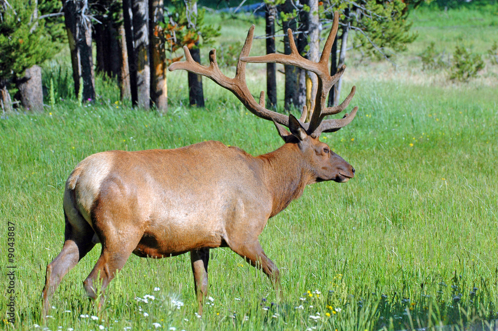 Fototapeta premium Elk with impressive horns roaming through a meadow