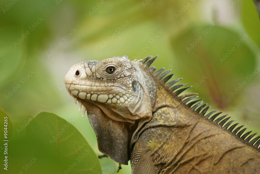 Obraz premium Reptile - Iguane