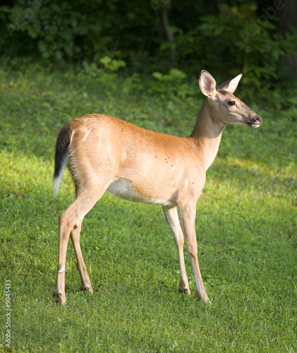 whitetail deer on grass with lots of flies