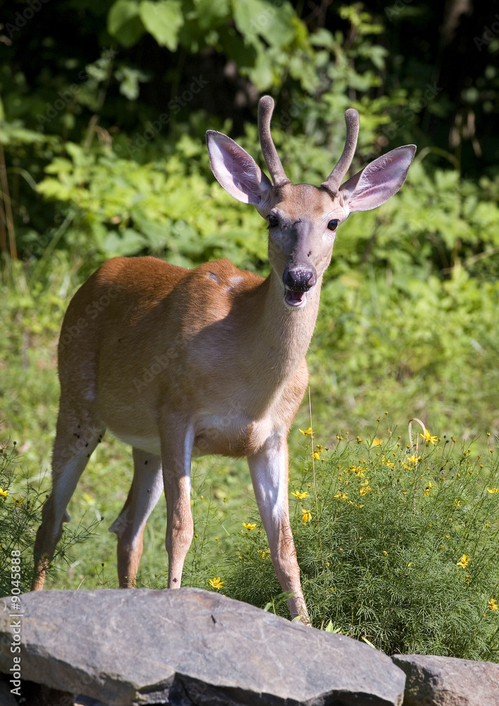 buck whose antlers are in velvet on a rock buck whose antlers are in velvet on a rock