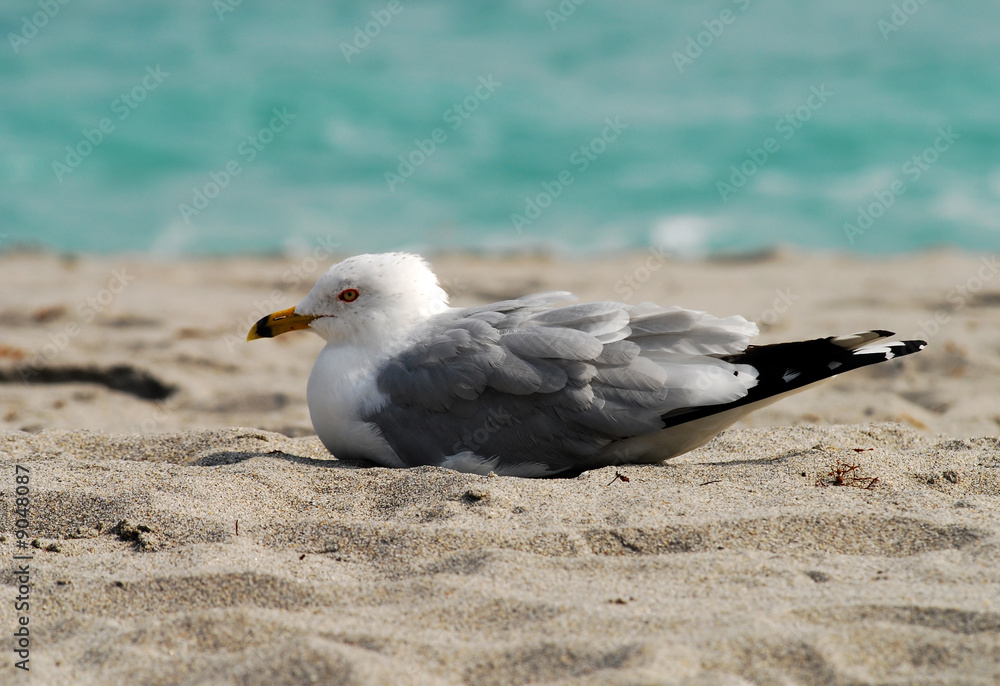 Closeup view of tern sitting on a Florida beach Closeup view of tern sitting on a Florida beach