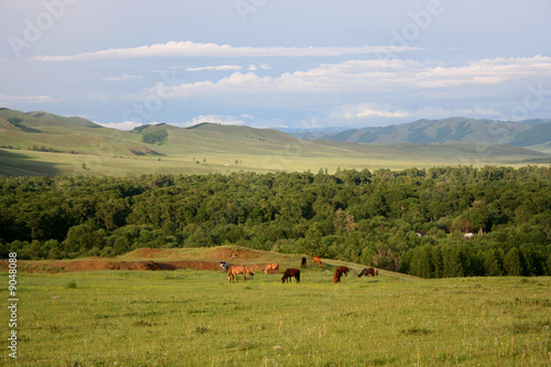 Chevaux dans la steppe mongole