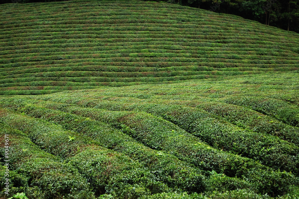 Tea garden Tea garden