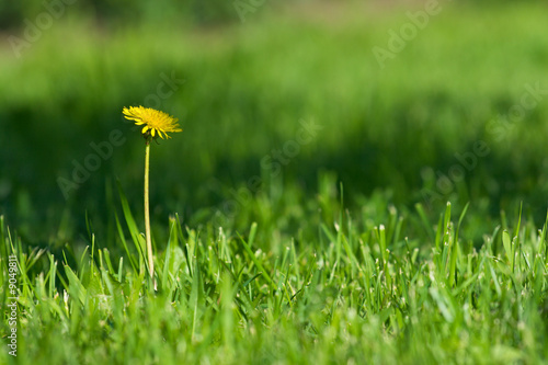 Yellow opened dandelion in bright green grass