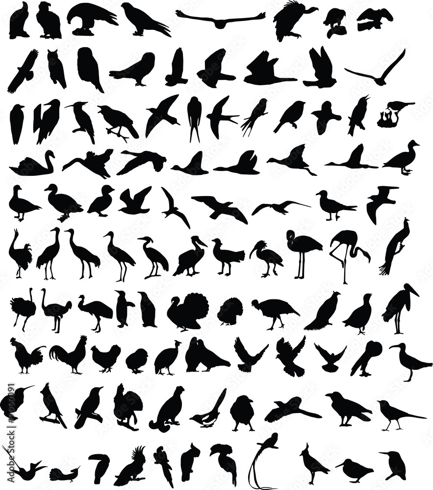 Obraz premium A hundred silhouettes of birds