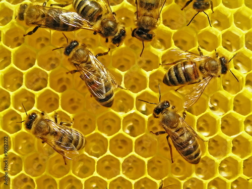 Bees build honeycombs is a cell for placing of nectar and honey
