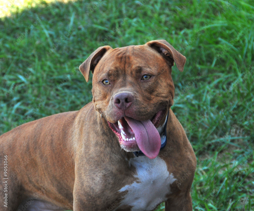 pit bull with tongue hanging out
