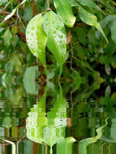 Feuilles de ficus