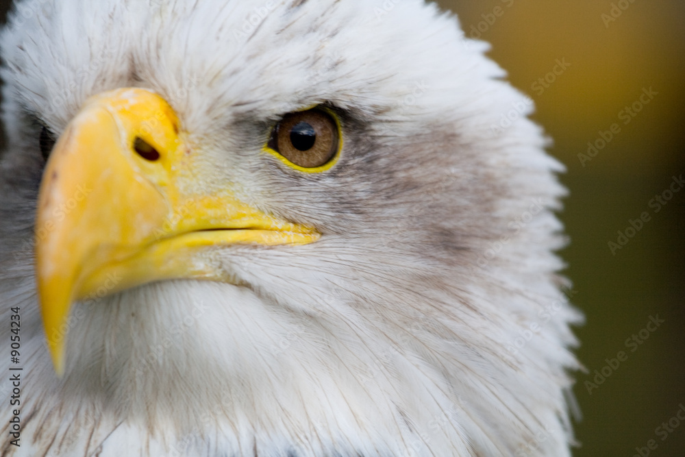 Obraz premium Bald Eage (haliaeetus leucocephalus))