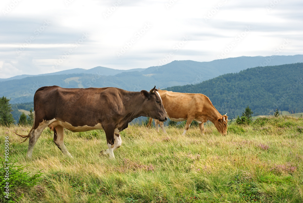 Grazing cows group on green mountainside. Grazing cows group on green mountainside.