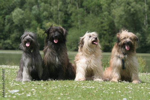 Foto groupe de quatre berger des pyrénées