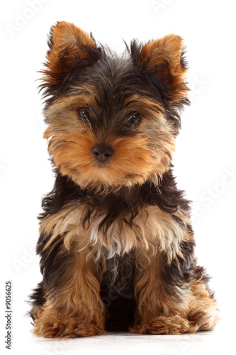 yorkshire terrier puppy isolated on white